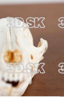 Skull photo reference 0049